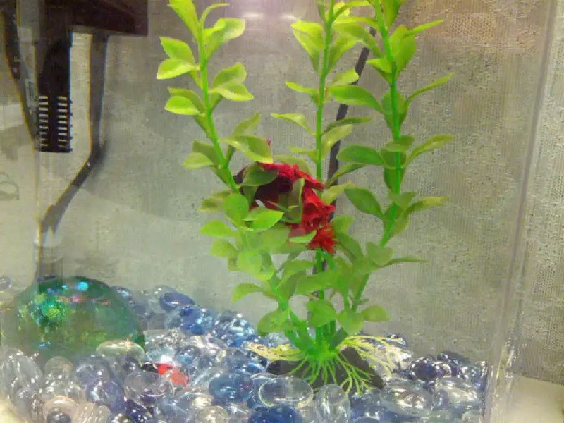 Do Betta Fish Sleep? Fishkeeping World