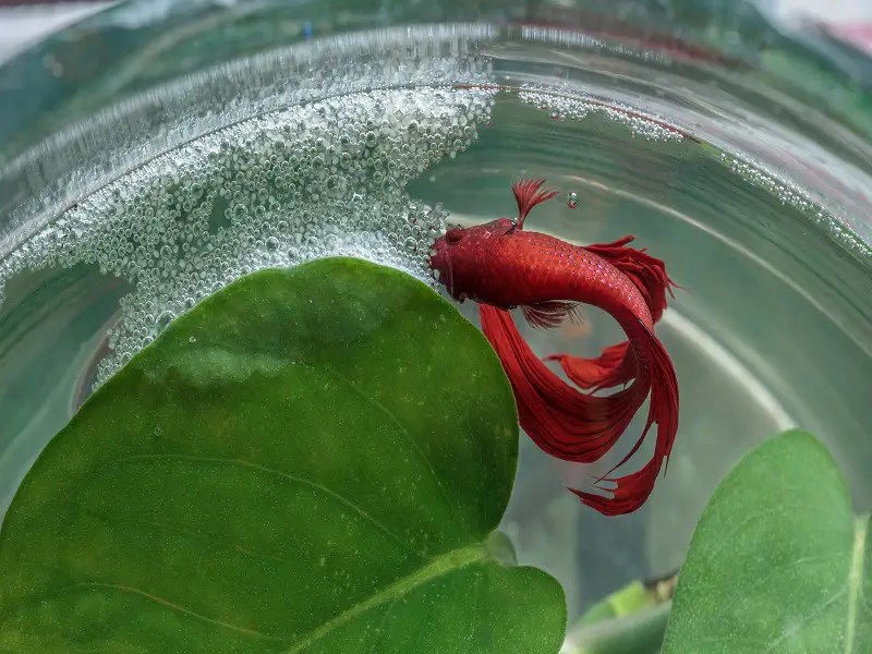 Betta Fish Bubble Nests The whole lot You Have to Know KyGuppies