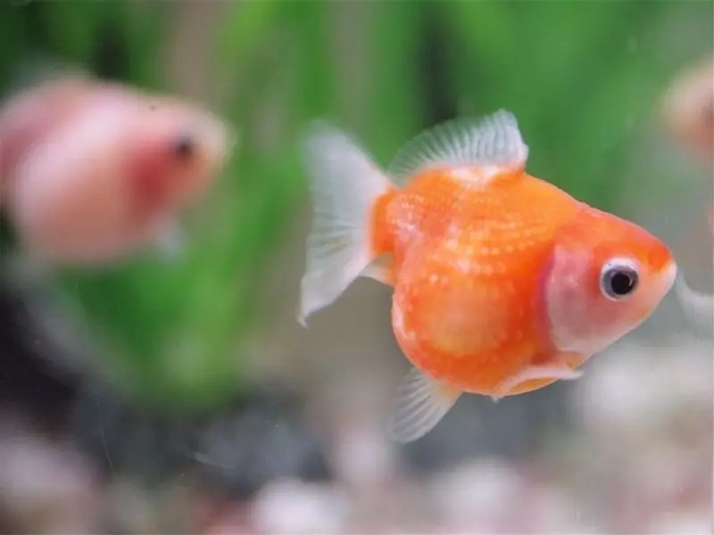 Pearlscale Goldfish Care Guide & Species Profile Fishkeeping World
