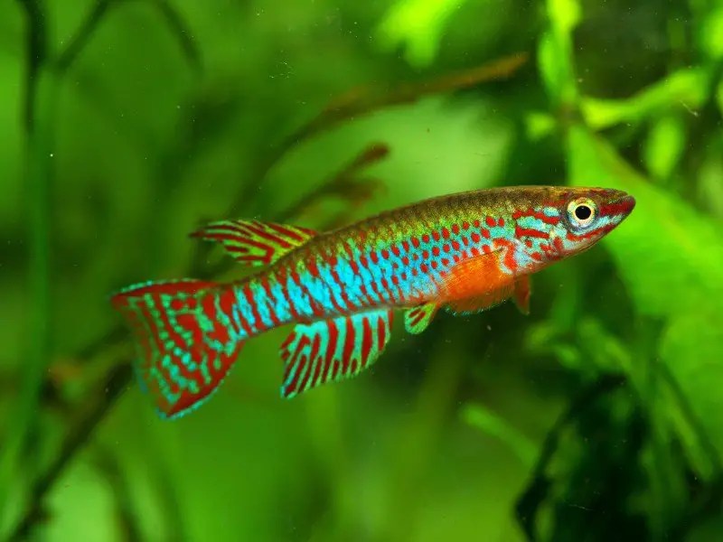13 Most Popular Types of Killifish Fishkeeping World