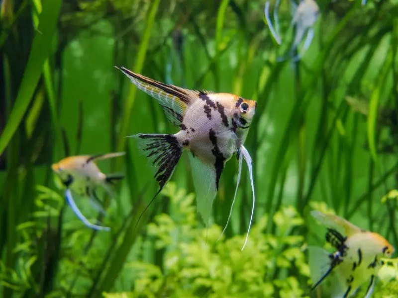 10 Most Popular Types of Angelfish Fishkeeping World