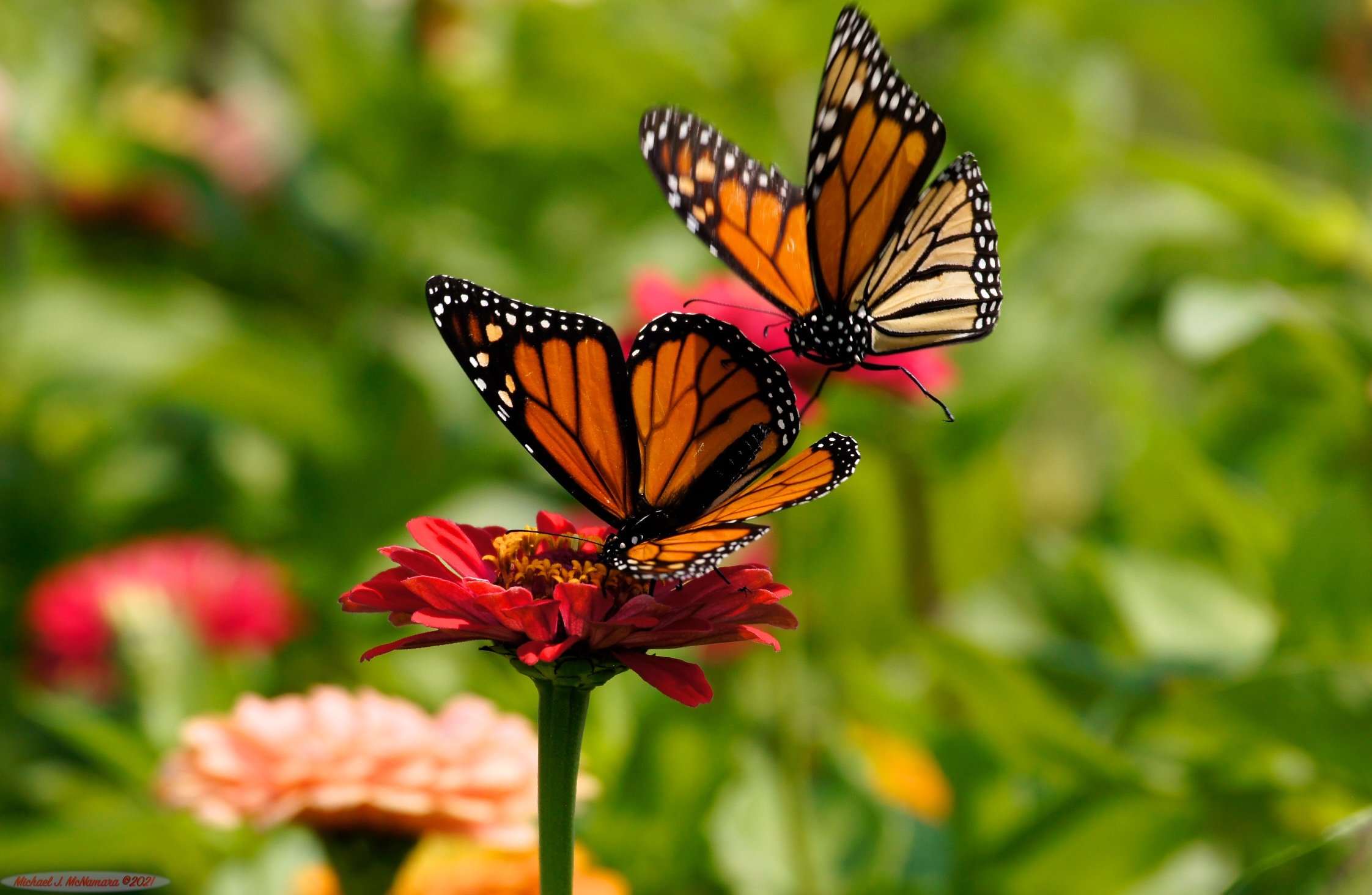 What’s Your Favorite Butterfly? And How Can You Make It Happier