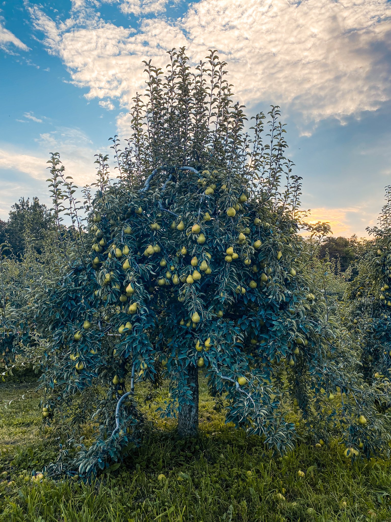 PickYourOwn Fishkill Farms