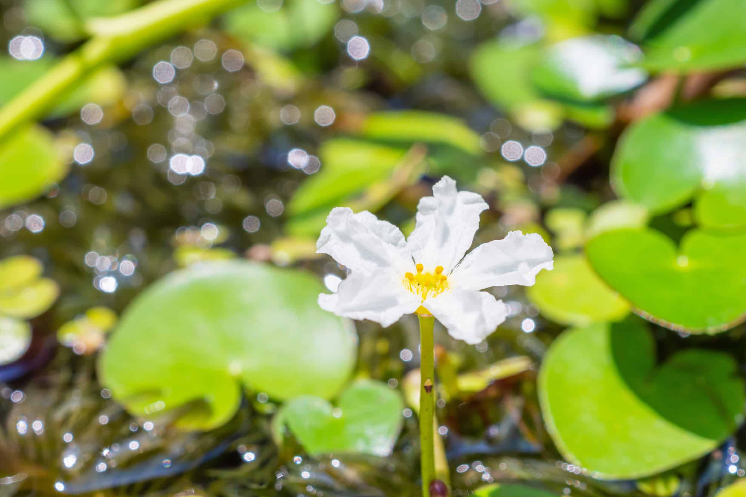 16+ Aquatic Banana Plant RonieRubyann
