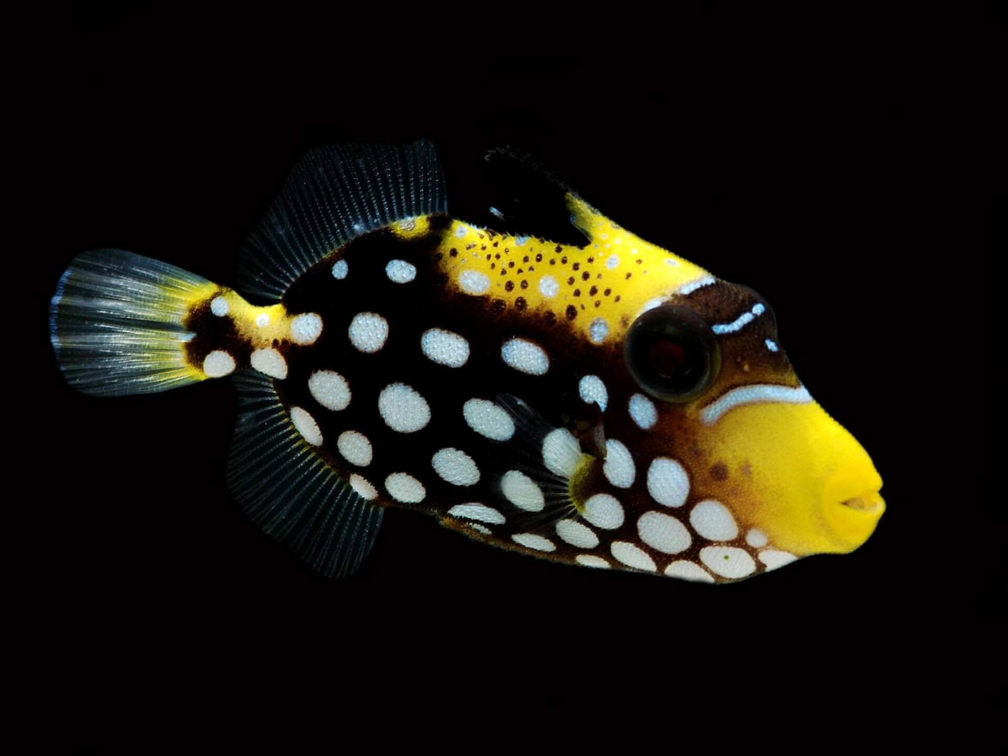 Clown Triggerfish Fish Laboratory
