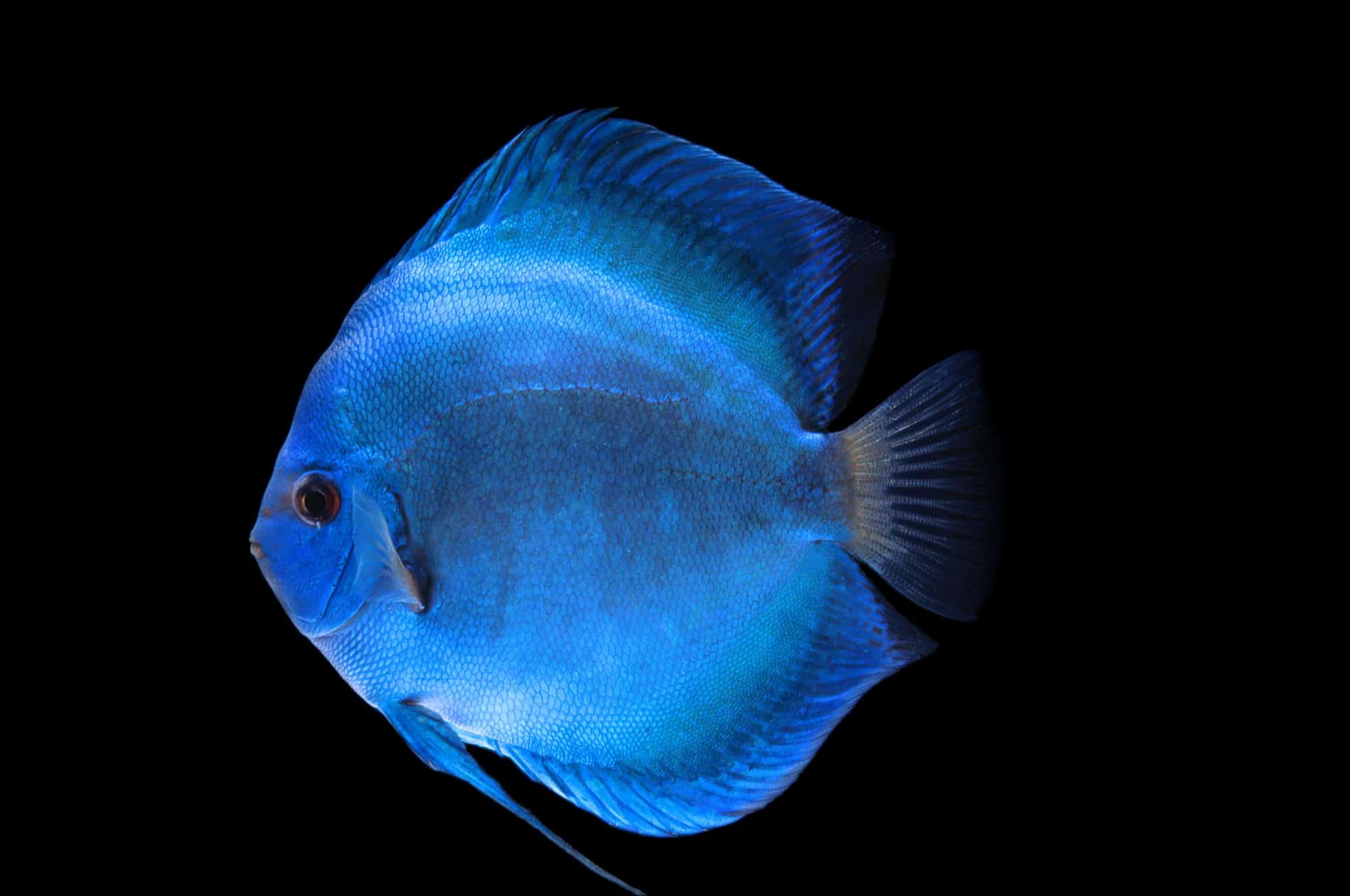 Discus Fish (Symphysodon) Ultimate Care Guide Fish Laboratory