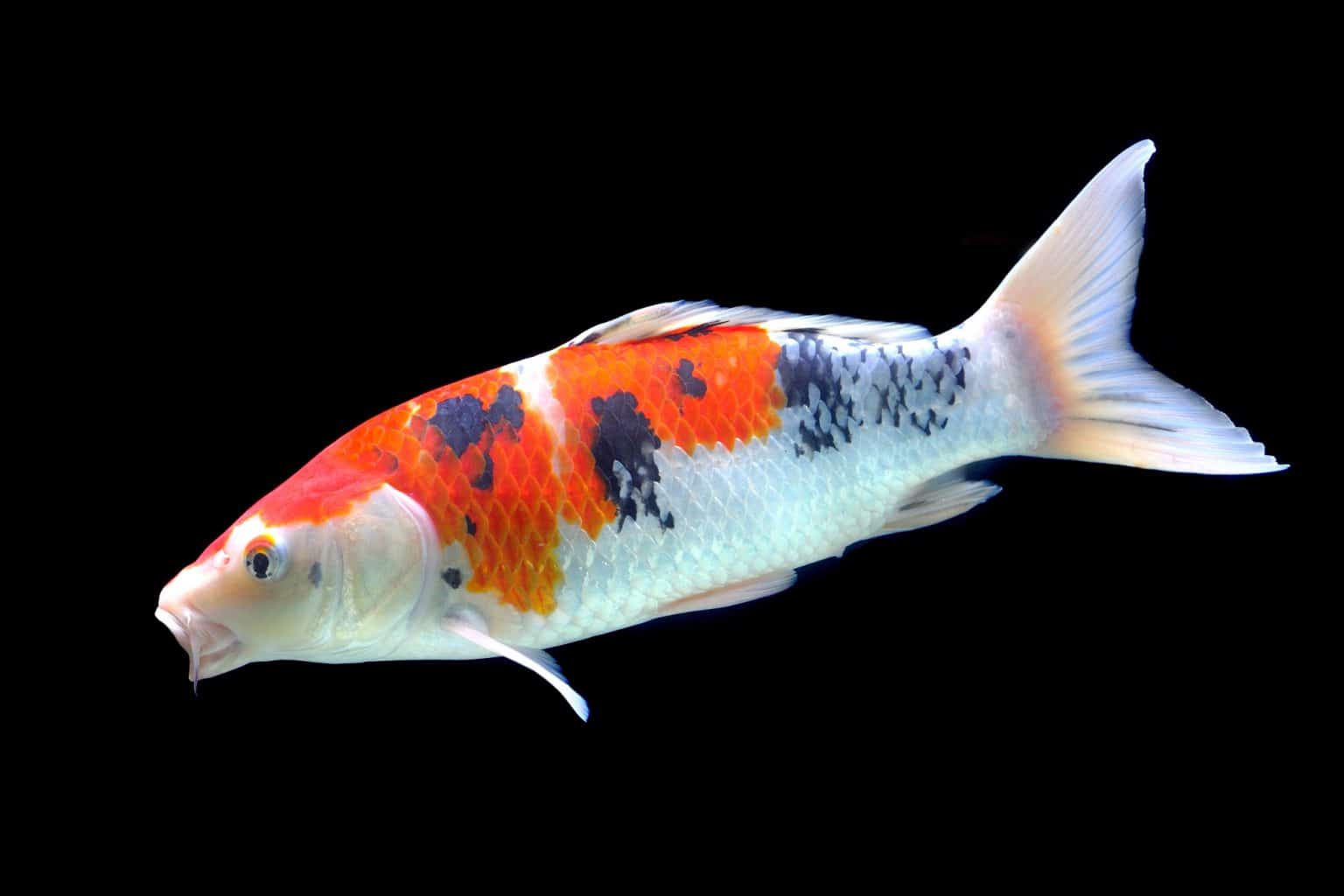 Koi Fish Care Guide to Keeping Nishikigoi Fish Laboratory