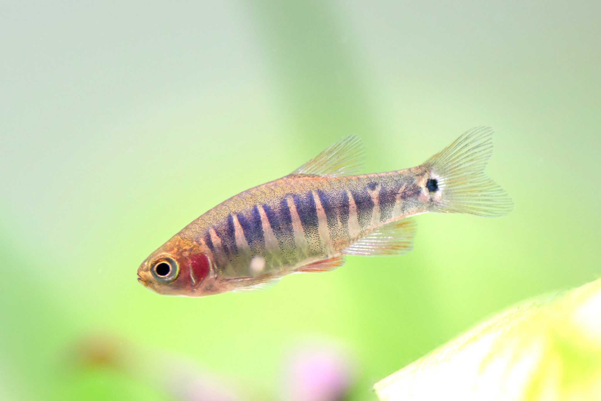 Rasbora Types, Size & Care Ultimate Guide to Rasbora Fish Fish