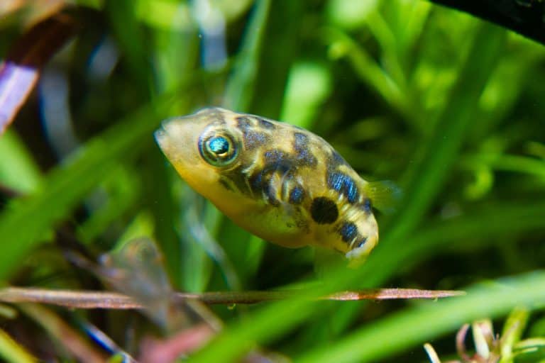 Pea Puffer Care, Size, Food, Tank Mates & Tank Size
