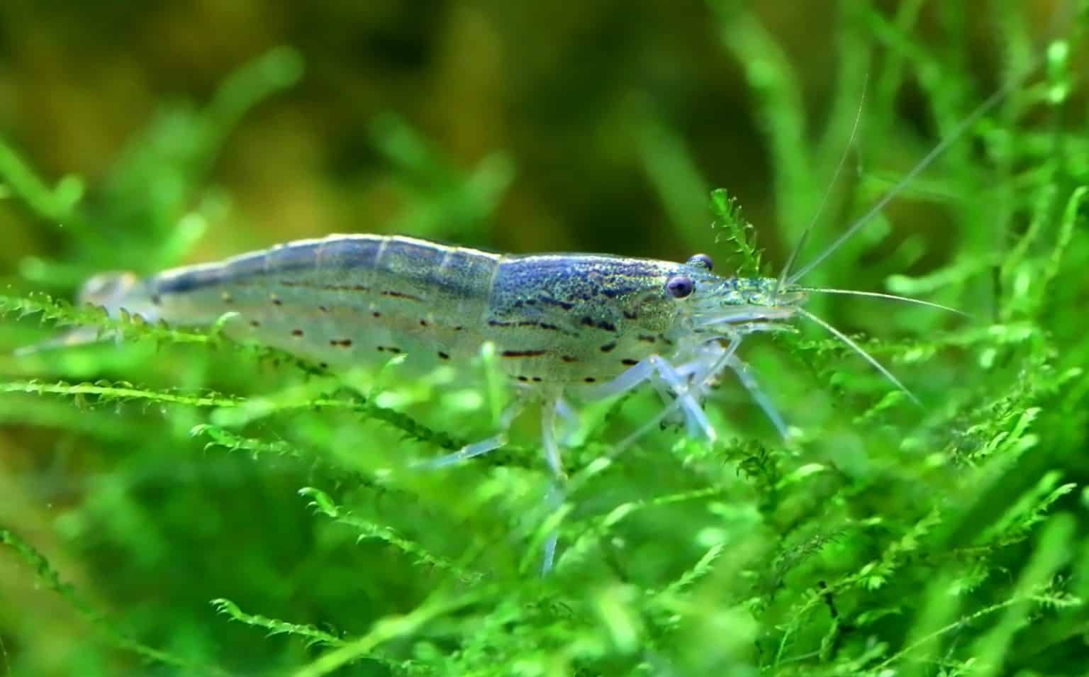 Types of Aquarium Moss & More The Ultimate Guide Fish Laboratory