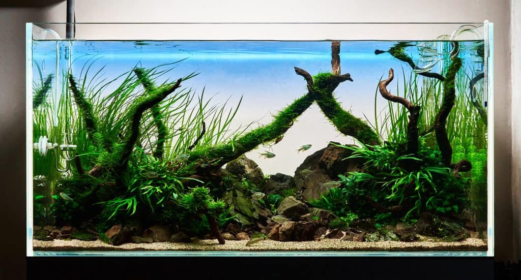 Java Moss Care Guide Growing a Carpet in Aquarium & More Fish Laboratory