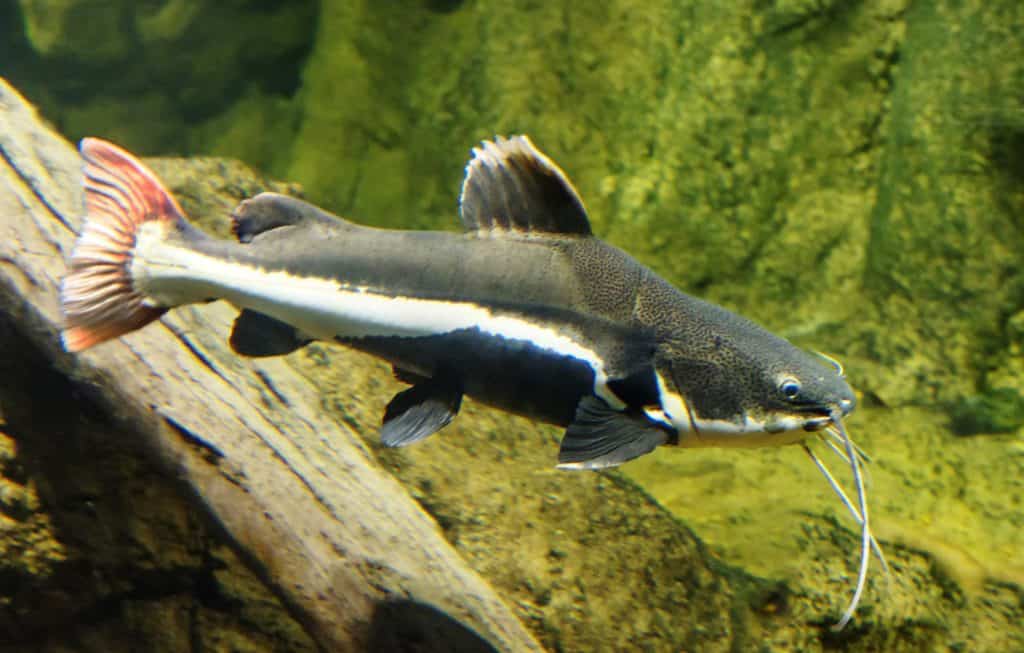 Red Tail Catfish (Phractocephalus Hemioliopterus) Care Guide Fish