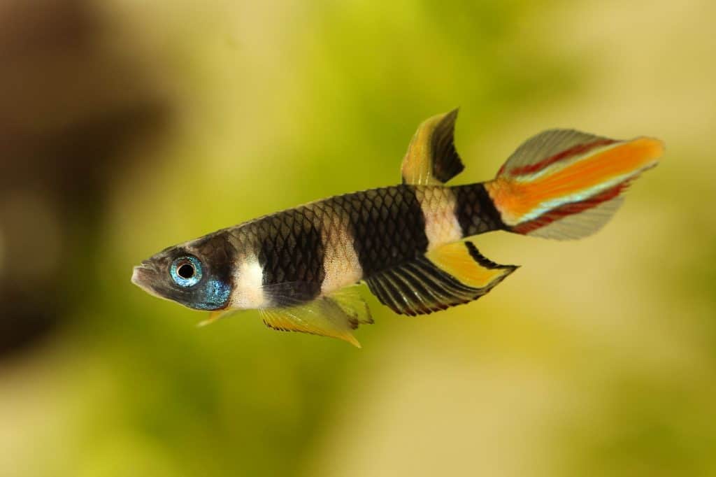 Clown Killifish Care, Size, Breeding & Tank Mates Fish Laboratory