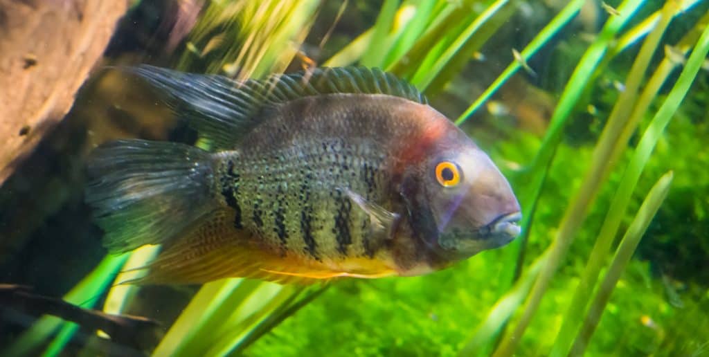 Severum Cichlid Care, Size, Tank Mates, Food & Varieties Fish Laboratory