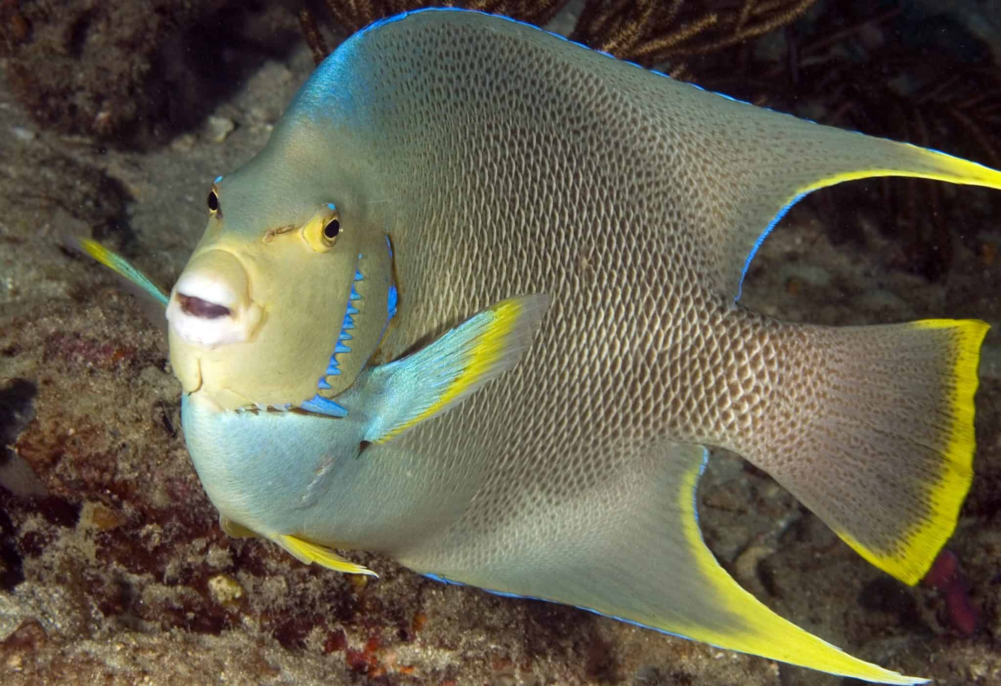 Blue Angelfish (Holacanthus Bermudensis) Ultimate Care Guide Fish