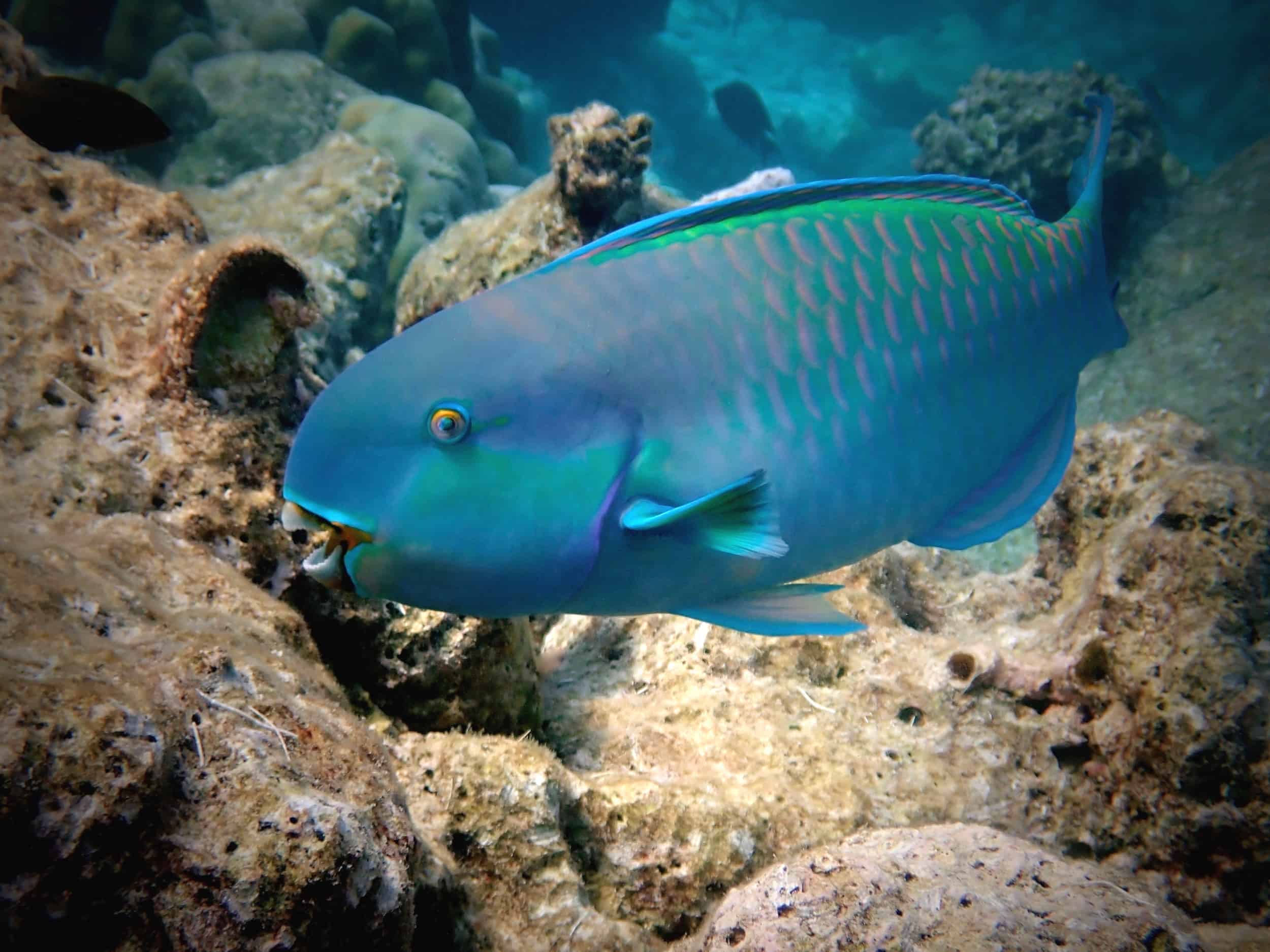 Blue Parrot Fish Aquarium