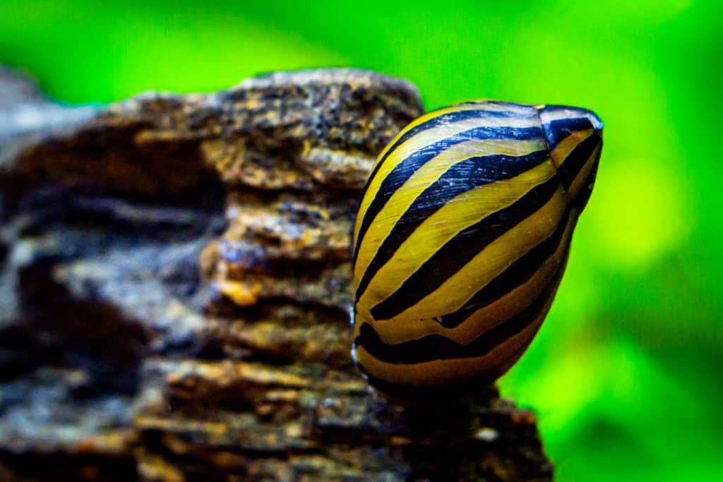 Nerite Snail (Neritina natalensis) Ultimate Care Guide Fish Laboratory