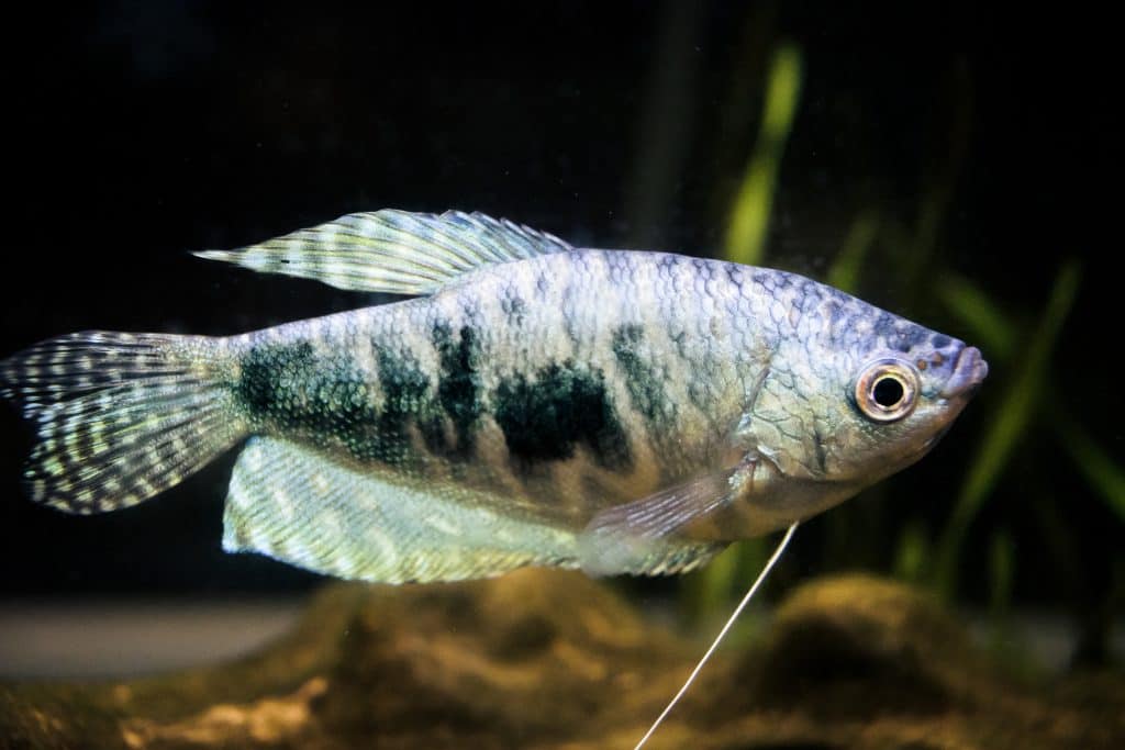 Opaline Gourami (Trichopodus trichopterus) Care Guide Fish Laboratory