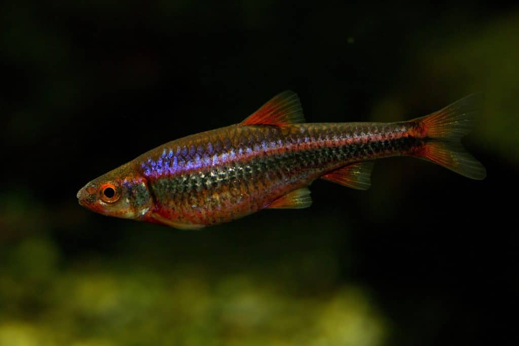 Rainbow Shiner (Notropis chrosomus) Ultimate Care Guide Fish Laboratory