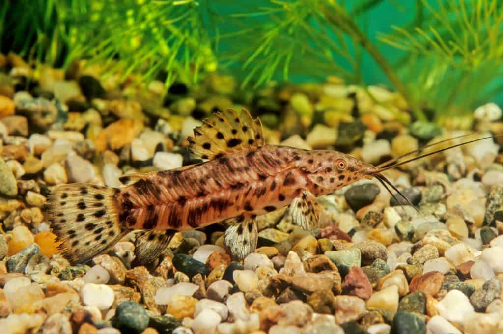 Hoplo Catfish (Megalechis thoracata) Ultimate Care Guide Fish Laboratory