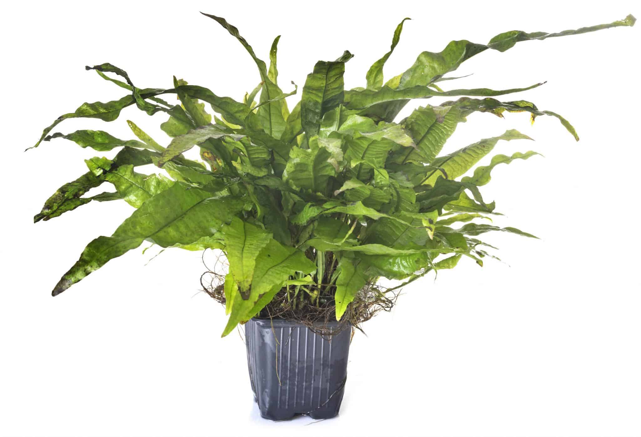 Java Fern (Microsorum Pteropus) Ultimate Care Guide Fish Laboratory