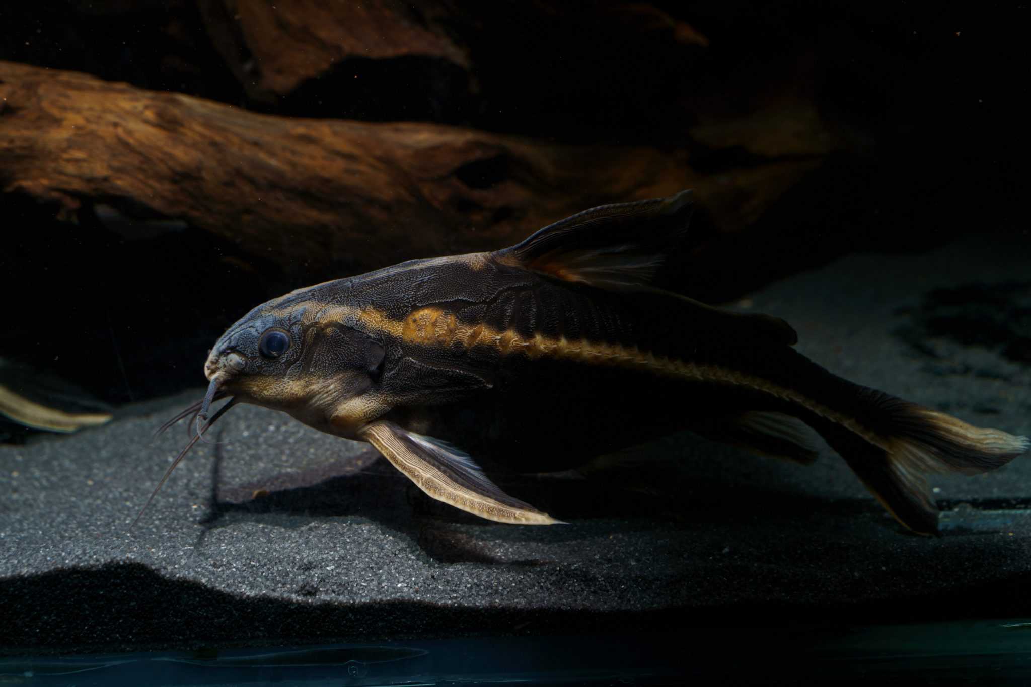 Striped Raphael Catfish (Platydoras Armatulus) Care Guide Fish