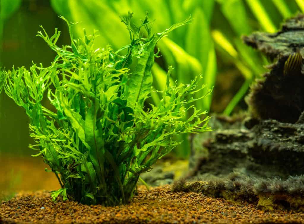 Java Fern (Microsorum Pteropus) Ultimate Care Guide Fish Laboratory
