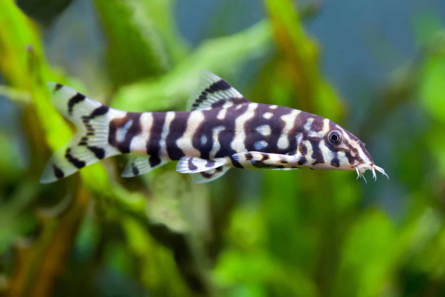 Gold Zebra Loach (Botia histrionica) Ultimate Care Guide Fish Laboratory