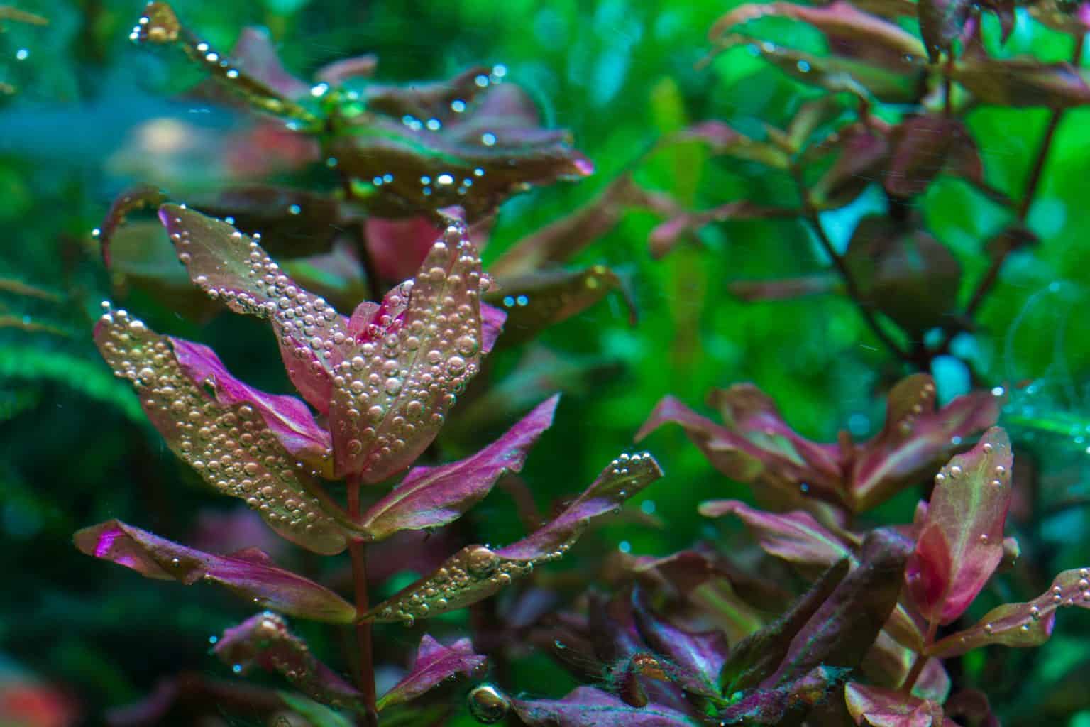 Rotala Macrandra Aquarium Plant Care Guide and Types Fish Laboratory