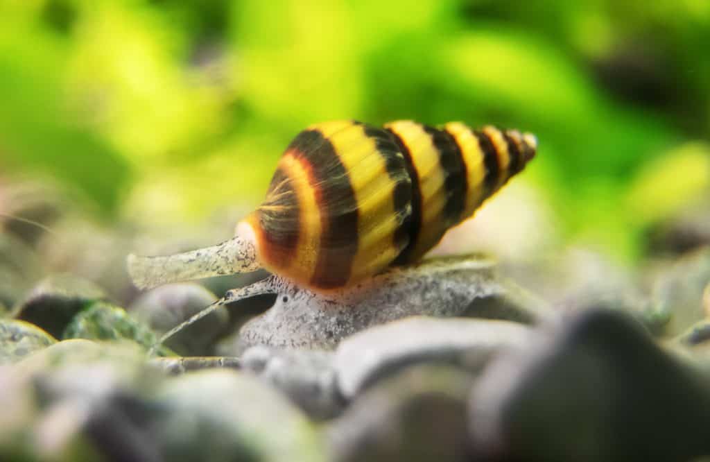 Assassin Snail (Clea Helena) Ultimate Care Guide Fish Laboratory