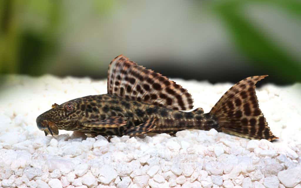 Baby Common Pleco