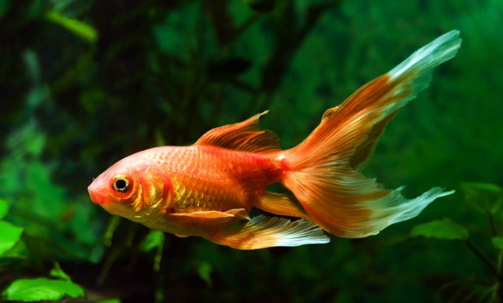 Fancy Goldfish (Carassius auratus) Ultimate Care Guide Fish Laboratory
