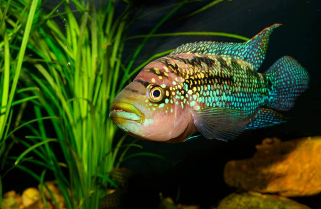 Jack Dempsey Fish (Rocio Octofasciata) Ultimate Care Guide Fish