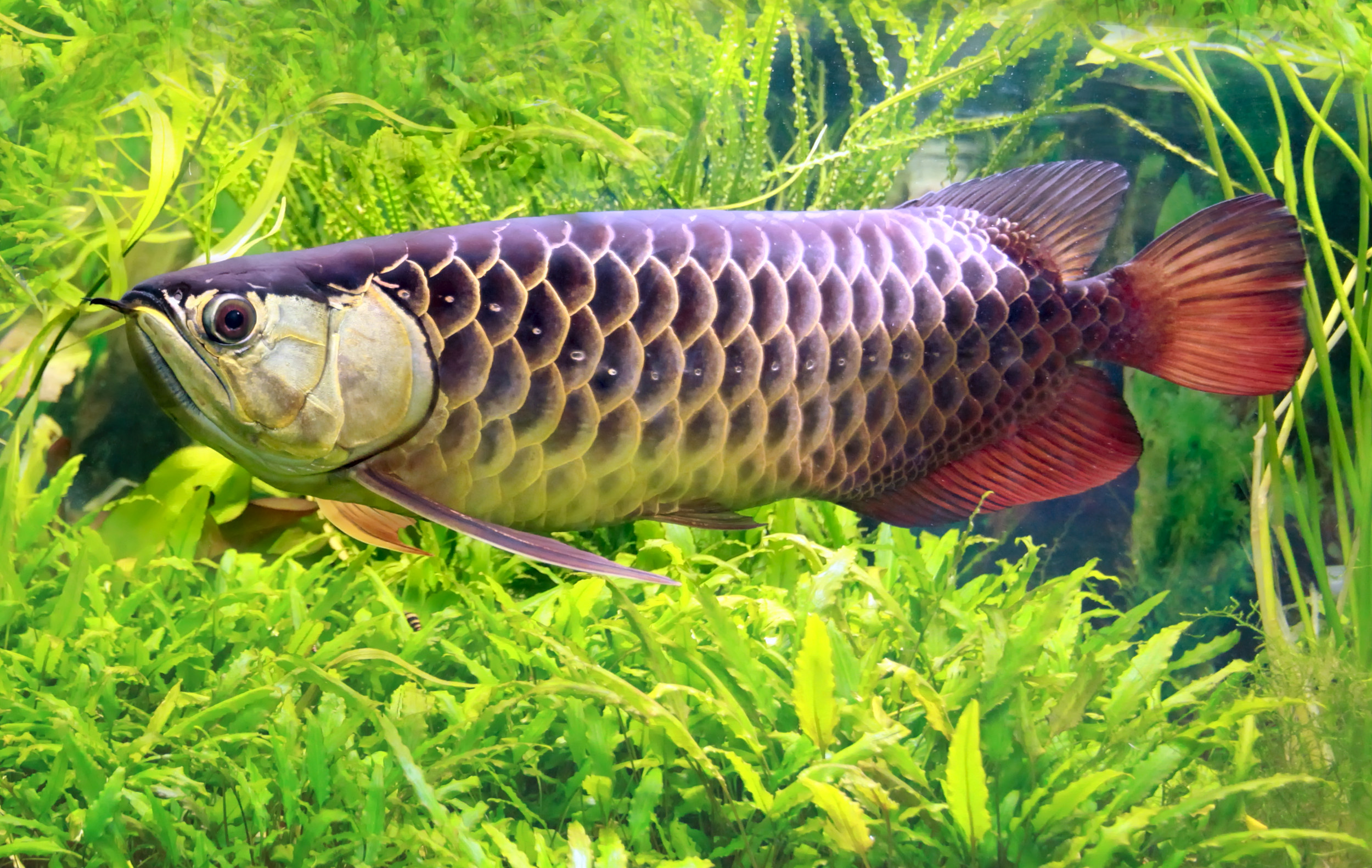 Arowana Fish Male And Female Difference