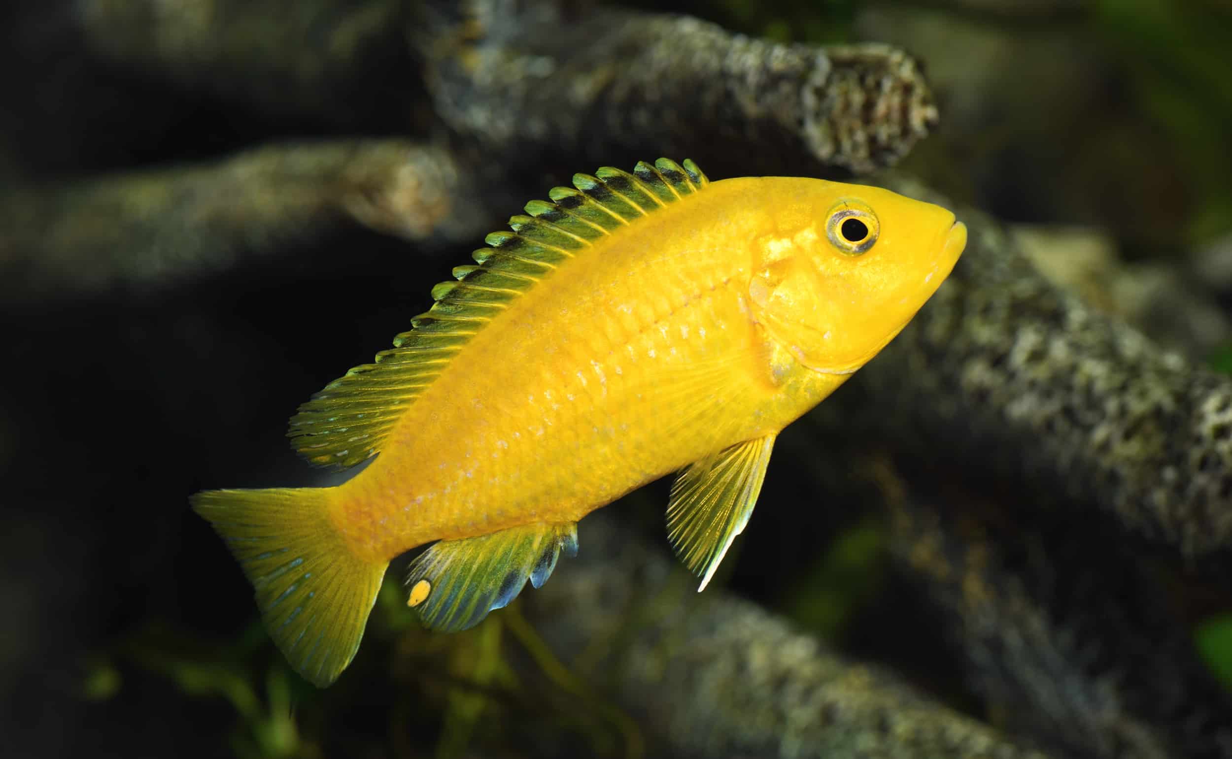 African Cichlids List