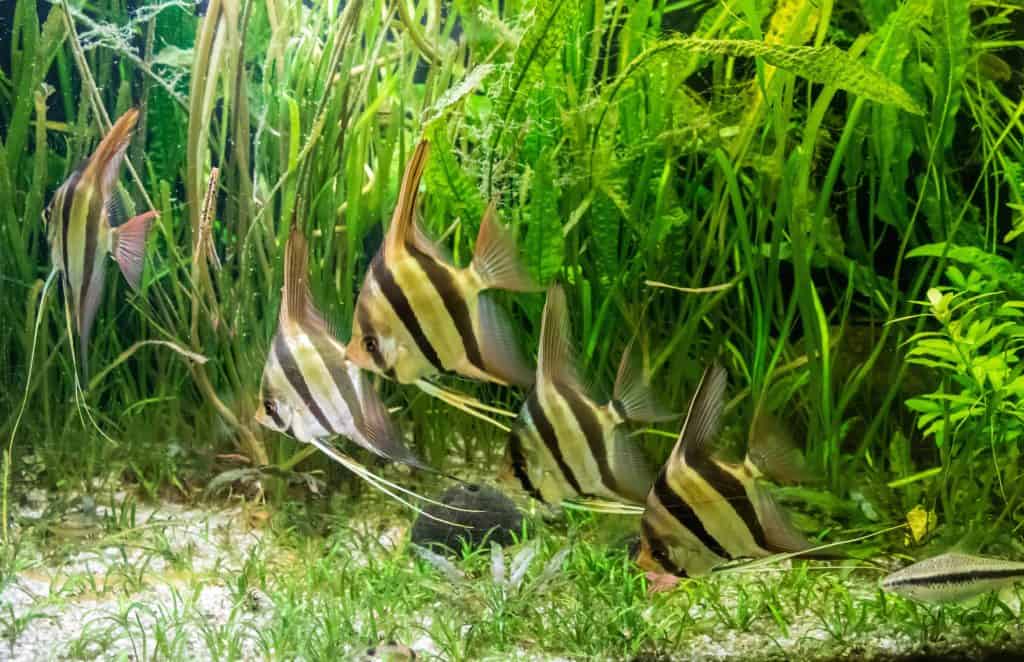 Altum Angelfish (Pterophyllum altum) Ultimate Care Guide Fish Laboratory