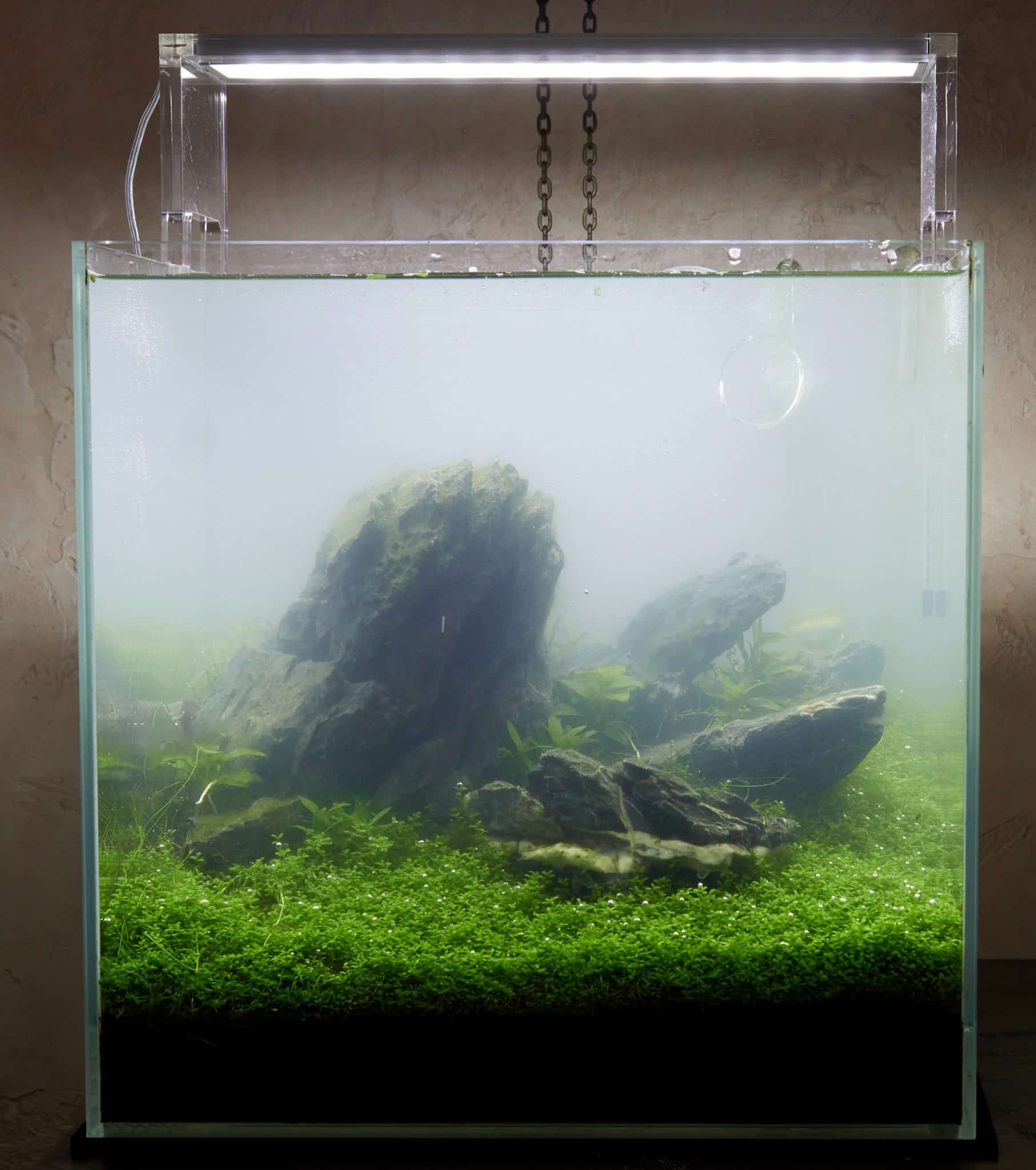 Cloudy Fish Tank Water Causes & Solutions Fish Laboratory