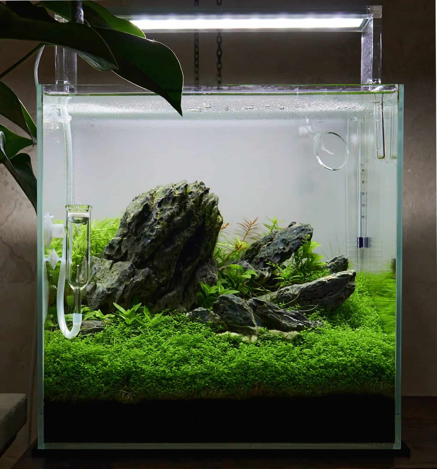 Cloudy Fish Tank Water Causes & Solutions Fish Laboratory