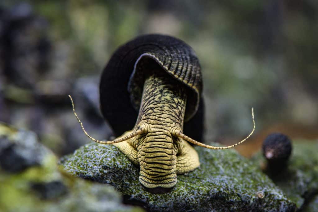 Rabbit Snail (Tylomelania) Ultimate Care Guide Fish Laboratory