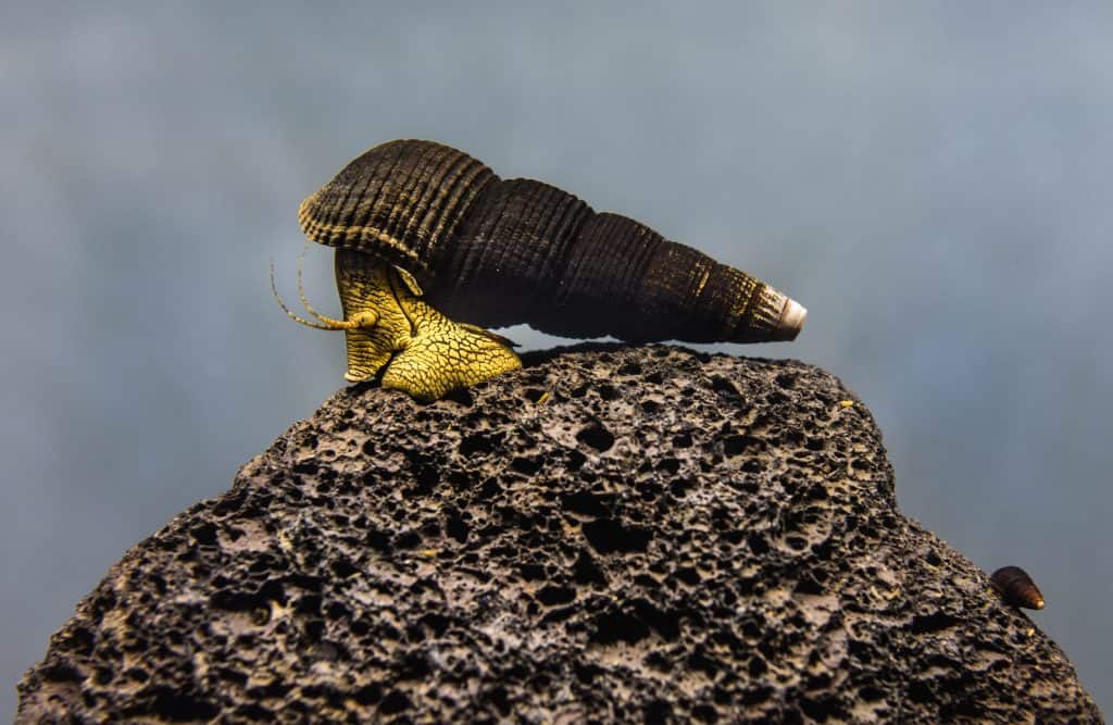 Rabbit Snail (Tylomelania) Ultimate Care Guide Fish Laboratory