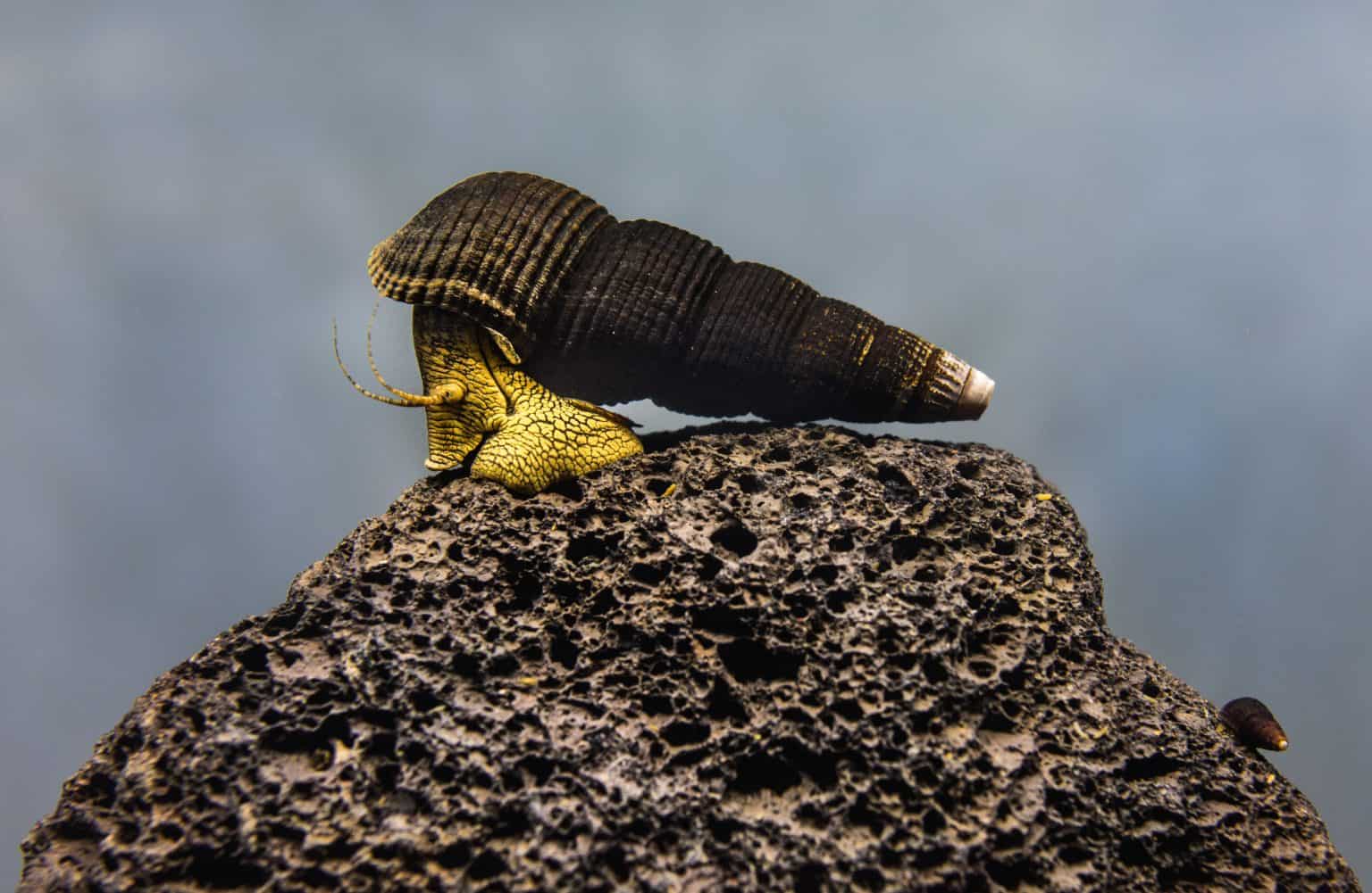 Rabbit Snail (Tylomelania) Ultimate Care Guide Fish Laboratory