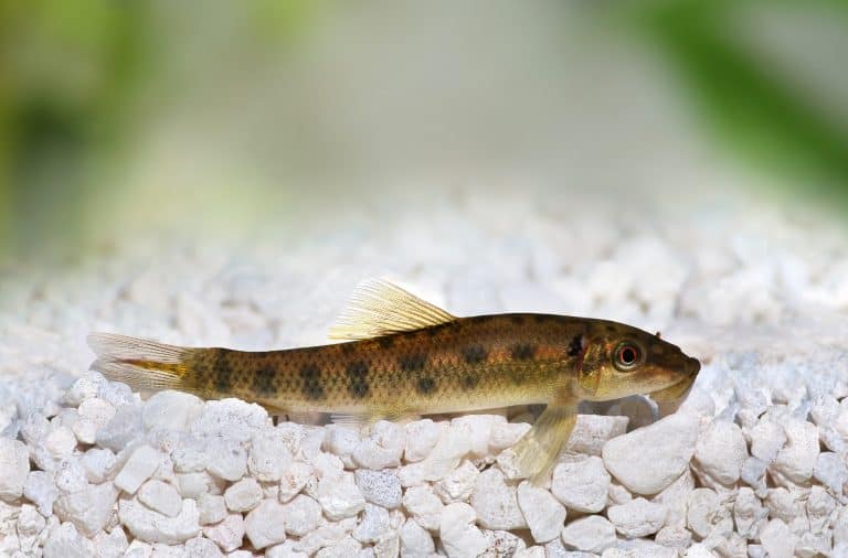 Chinese Algae Eater (Gyrinocheilus aymonieri) Ultimate Care Guide