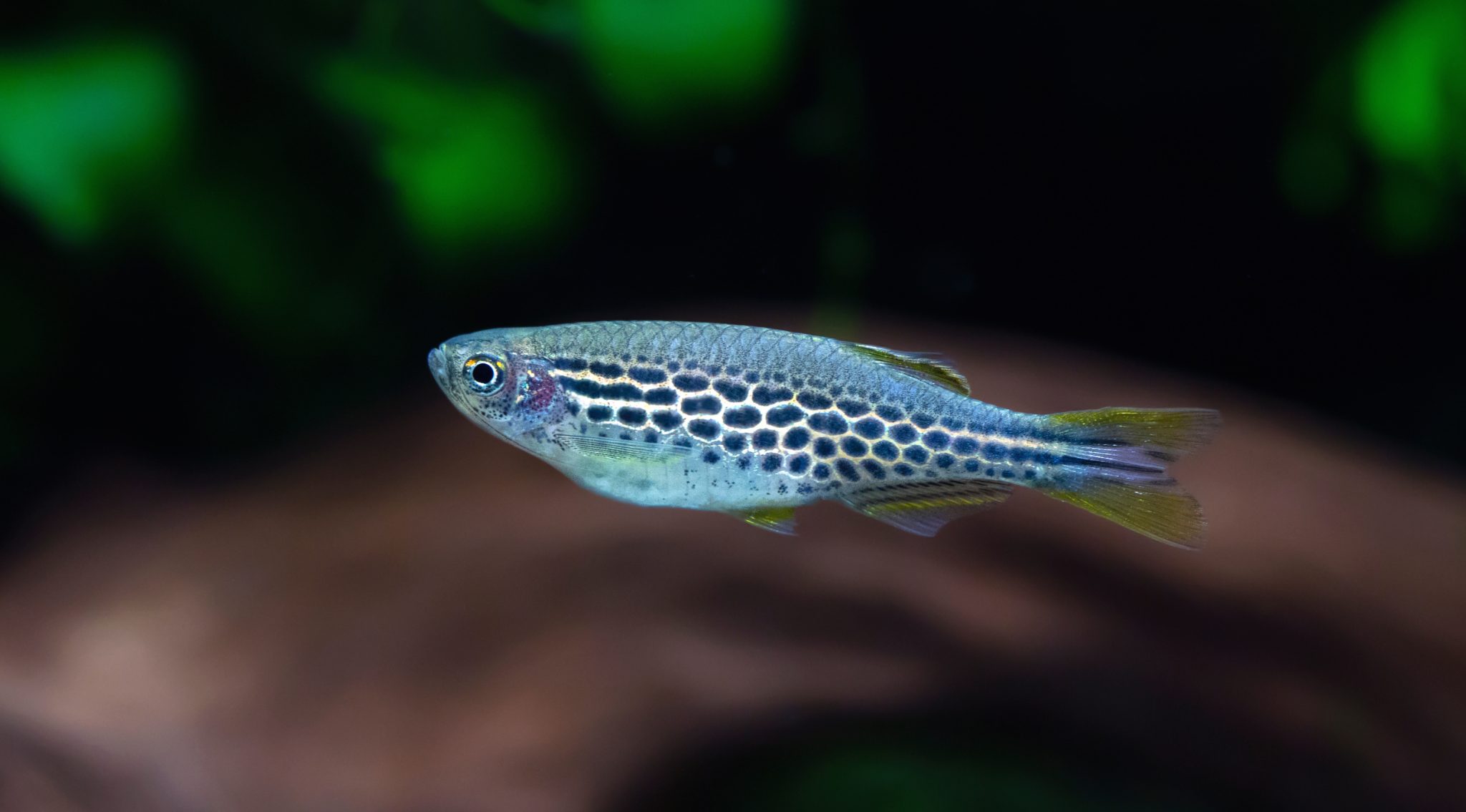 Danio Kyathit Care Guide (Orange Finned Danio) Fish Laboratory