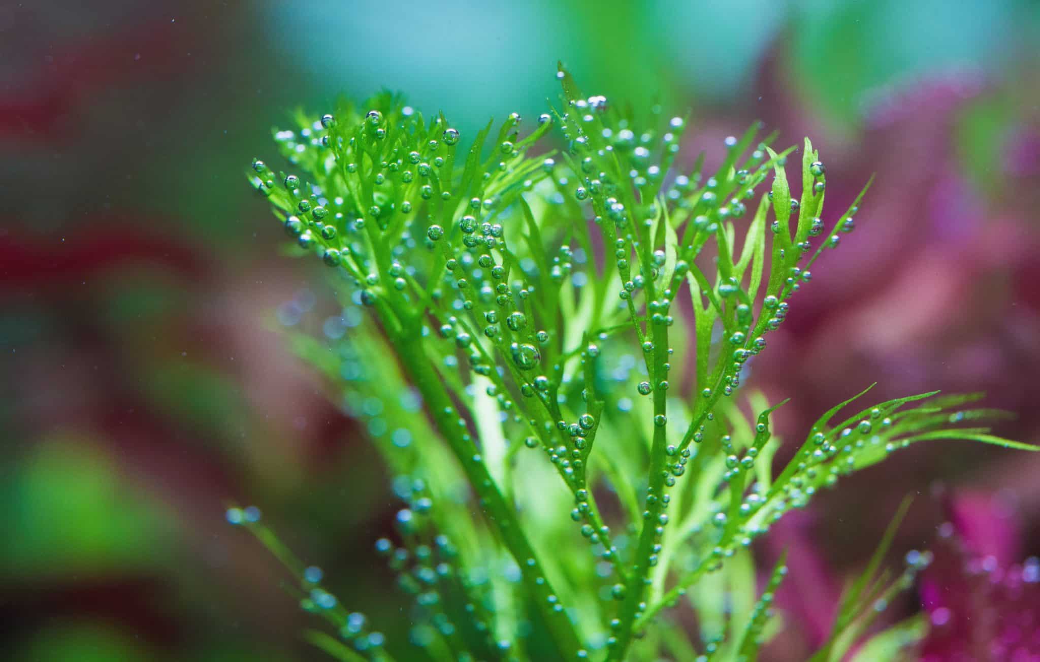 Water Sprite (Ceratopteris thalictroides) Ultimate Care Guide Fish