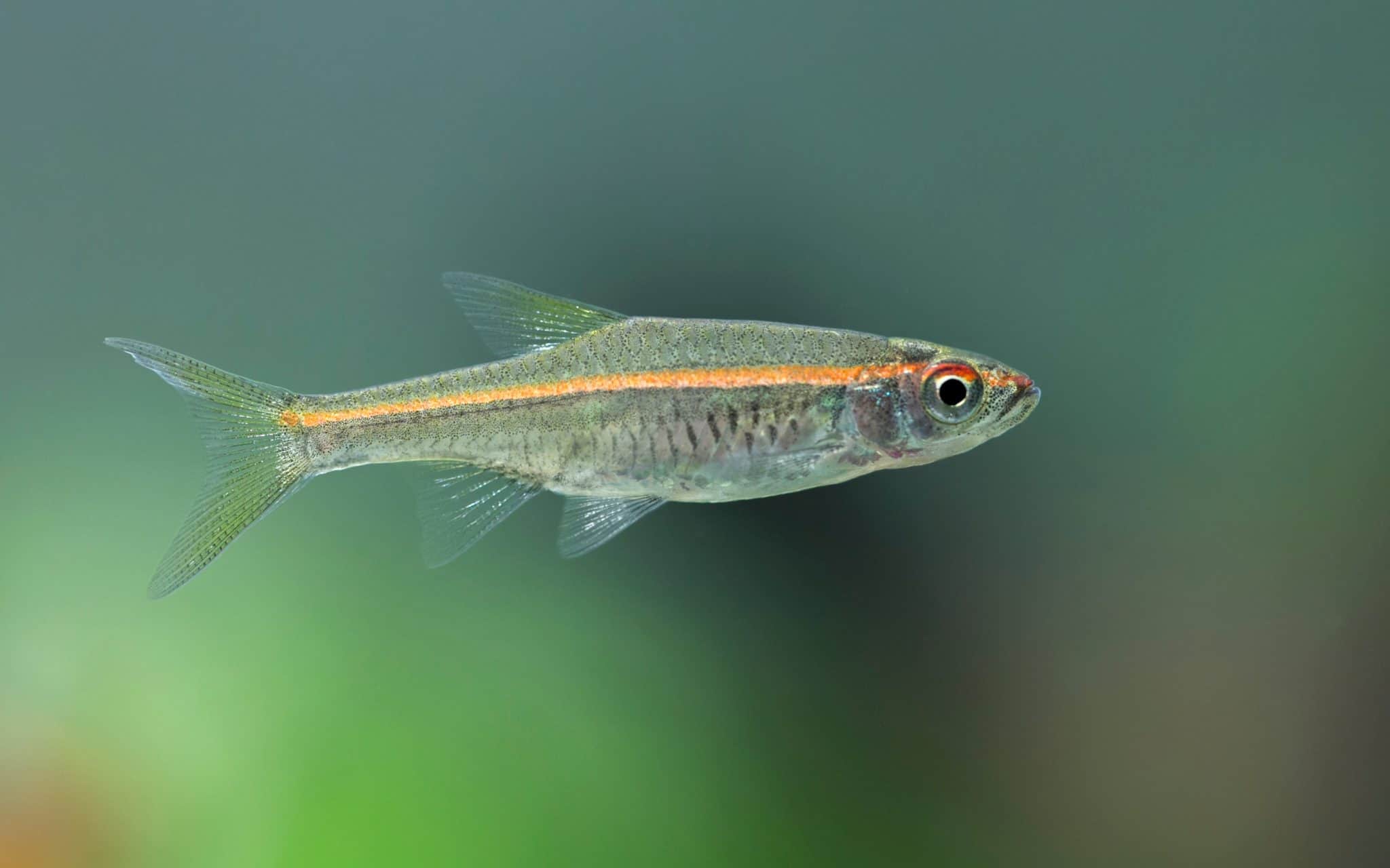 Red Line Rasbora (Rasbora pauciperforata) Ultimate Care Guide Fish