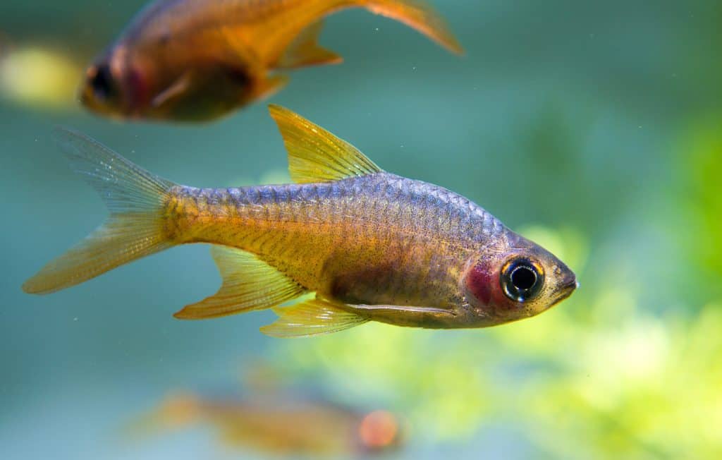 Chili Rasboras Care Diet, Size, Tank Size & Temperature