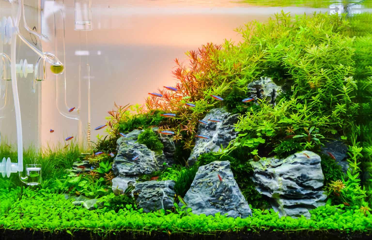 Aquarium Rock Guide to Types of Aquarium Rocks & More Fish Laboratory