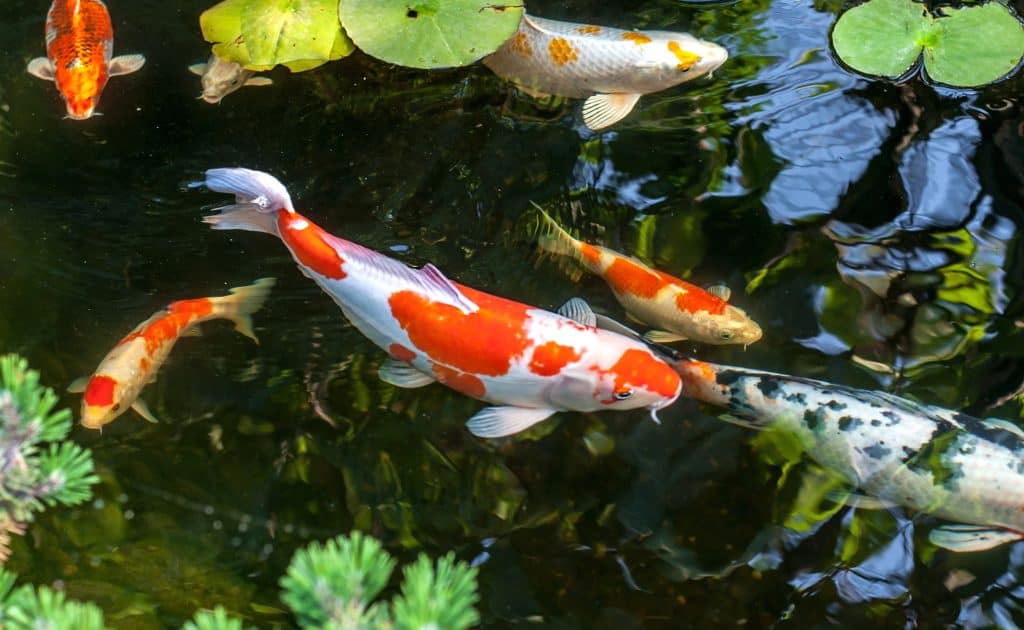 Koi Fish Price How much do Koi Fish Cost? Fish Laboratory