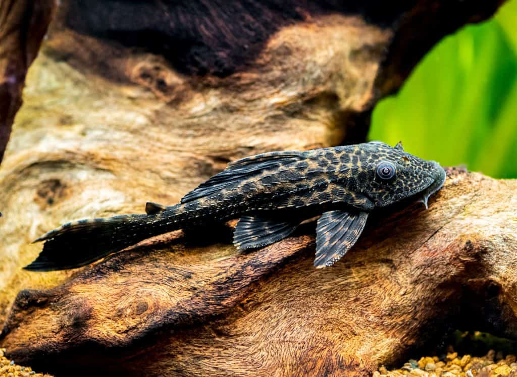 Pleco Fish Ultimate Guide to Plecostomus Fish Laboratory