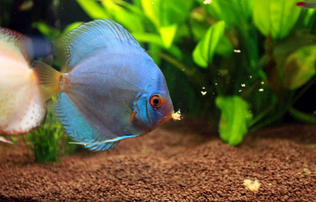 Cichlid Food Guide to Best Cichlid Food & More Fish Laboratory